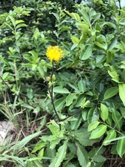 Gynura divaricata