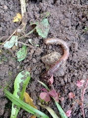 Lumbricus terrestris