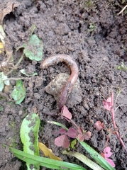 Lumbricus terrestris