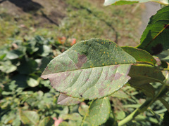 Phragmidium bulbosum