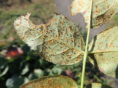 Phragmidium bulbosum