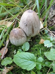 Coprinopsis atramentaria