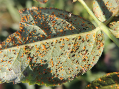Phragmidium bulbosum