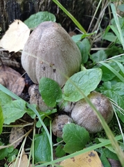 Coprinopsis atramentaria