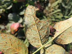 Phragmidium bulbosum