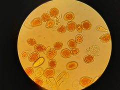 Phragmidium bulbosum