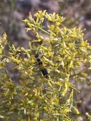 Chauliognathus fasciatus