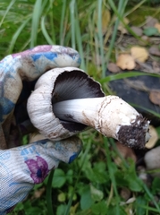 Coprinopsis atramentaria