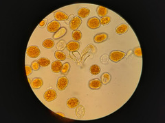 Phragmidium bulbosum