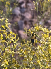 Chauliognathus fasciatus