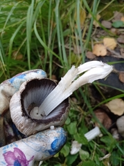 Coprinopsis atramentaria