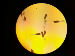 Phragmidium bulbosum