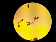 Phragmidium bulbosum