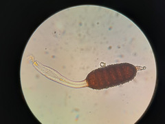 Phragmidium bulbosum