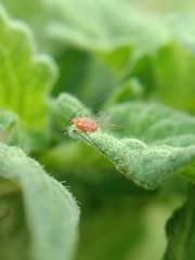 Aphididae