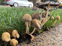 Coprinellus