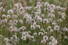 Allium suaveolens