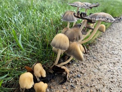 Coprinellus