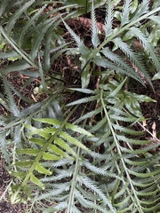 Asplenium scleroprium