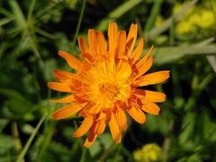 Crepis aurea