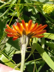 Crepis aurea