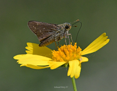Hesperia attalus slossonae