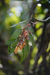 Columnea schiedeana