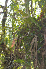 Columnea schiedeana