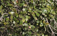 Rhamnus pirifolia