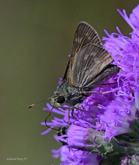 Hesperia attalus slossonae