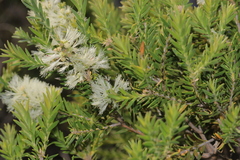 Melaleuca preissiana