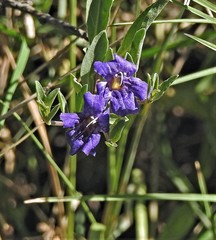 Dyschoriste humilis