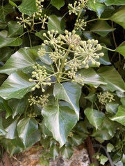 Hedera helix
