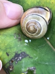 Cepaea nemoralis