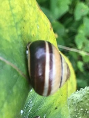 Cepaea nemoralis