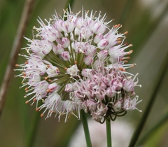 Allium suaveolens