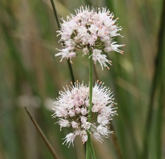 Allium suaveolens