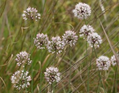 Allium suaveolens