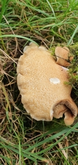 Crepidotus calolepis