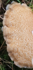 Crepidotus calolepis