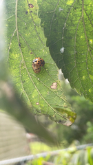 Harmonia axyridis
