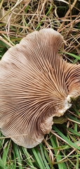 Crepidotus calolepis