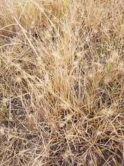 Hordeum geniculatum