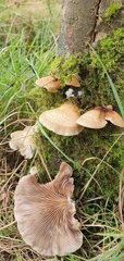Crepidotus calolepis