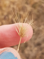 Hordeum geniculatum