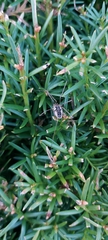Phalangium opilio