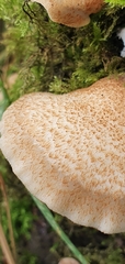 Crepidotus calolepis