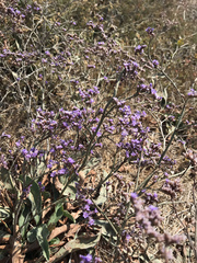 Limonium hirsuticalyx