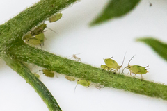 Aphis coreopsidis