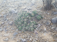 Coryphantha macromeris macromeris
